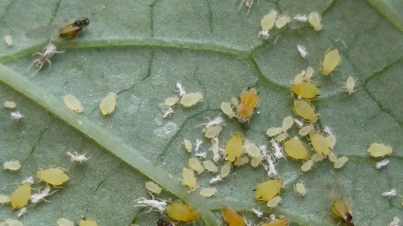 Chinese cabbage diseases and pests